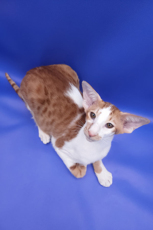 Zufar | Oriental Shorthair Kitten