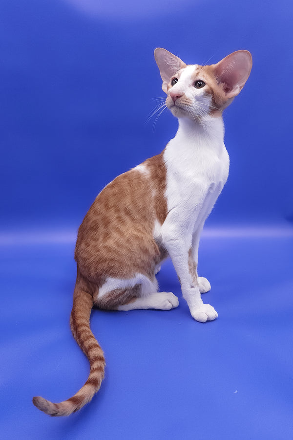 Zufar | Oriental Shorthair Kitten