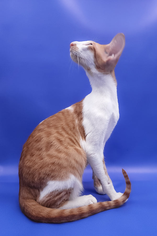 Zufar | Oriental Shorthair Kitten