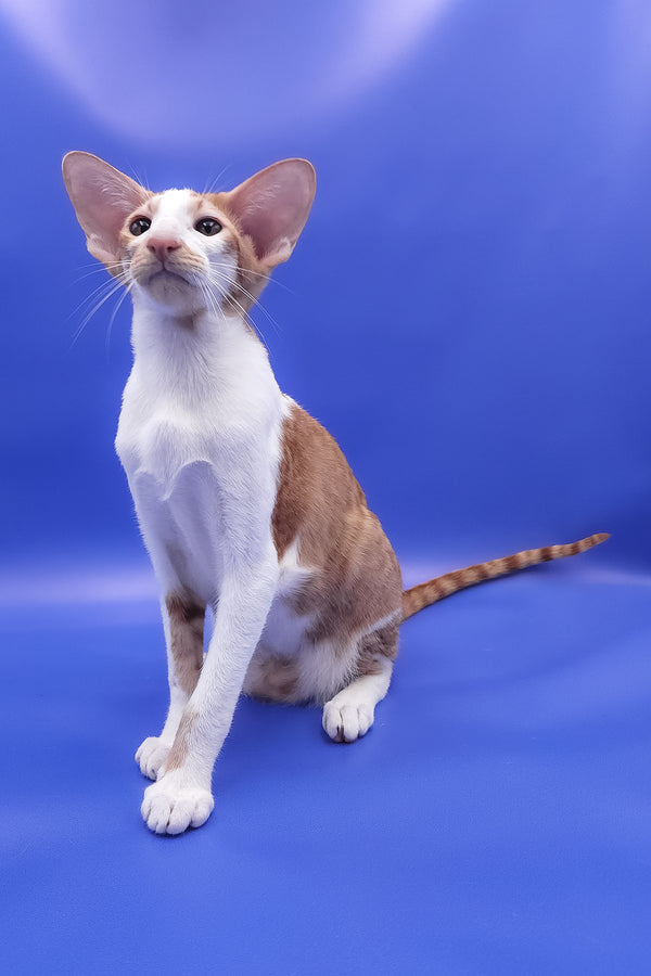 Zufar | Oriental Shorthair Kitten