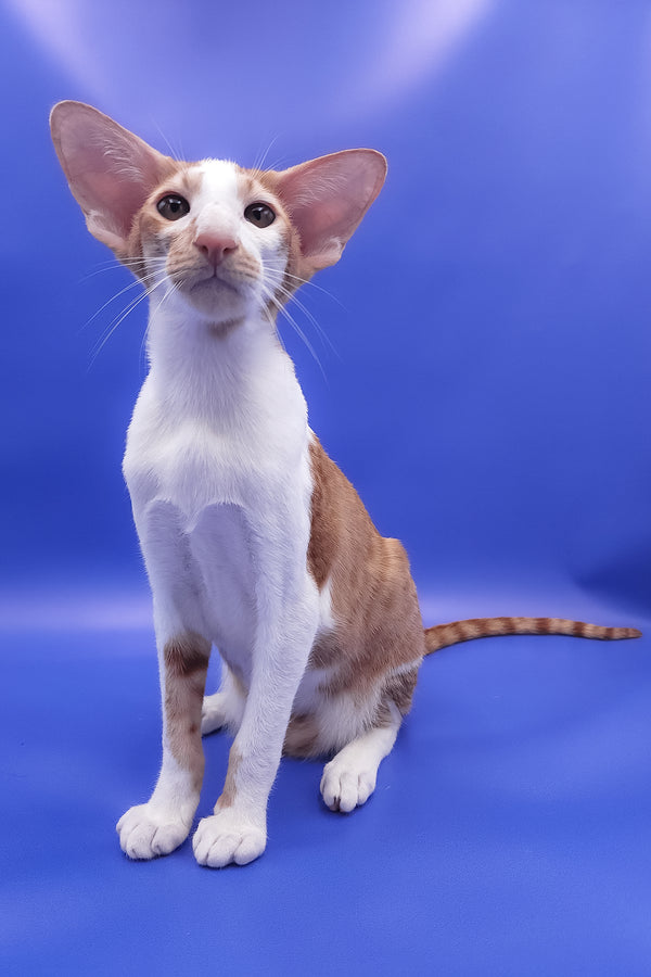 Zufar | Oriental Shorthair Kitten