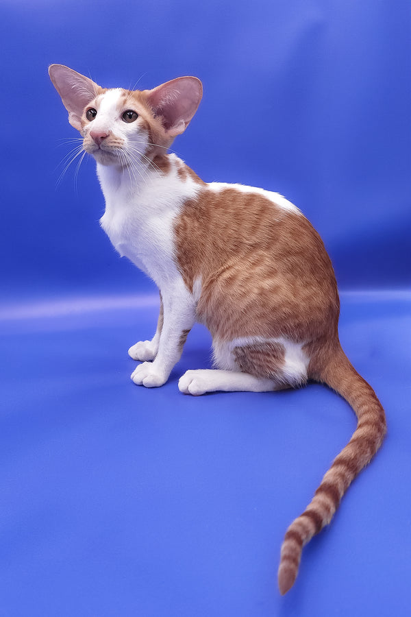 Zufar | Oriental Shorthair Kitten