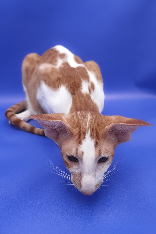 Zufar | Oriental Shorthair Kitten