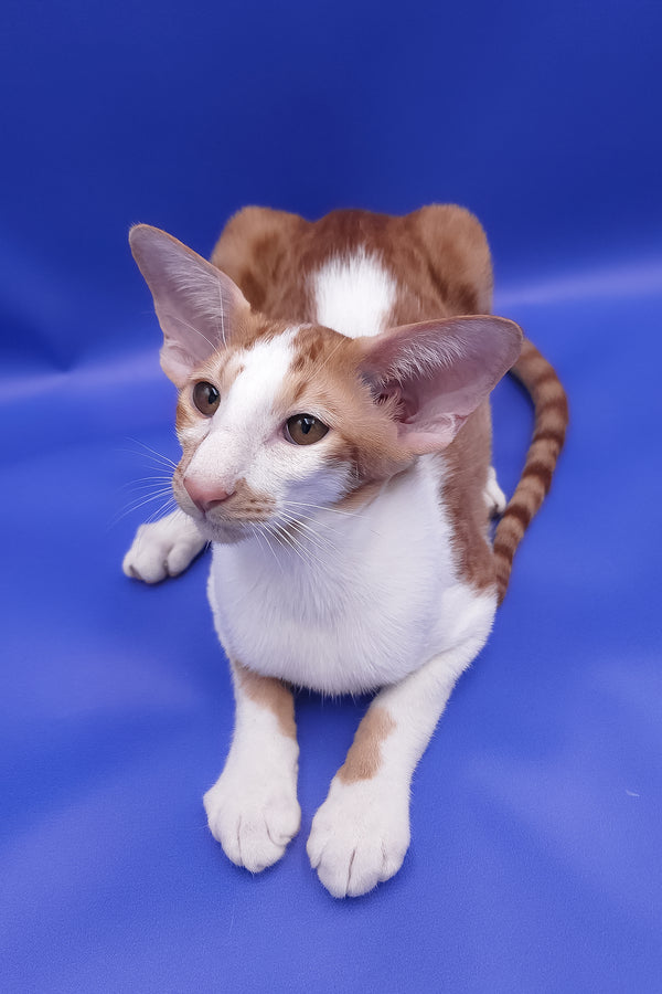 Zufar | Oriental Shorthair Kitten