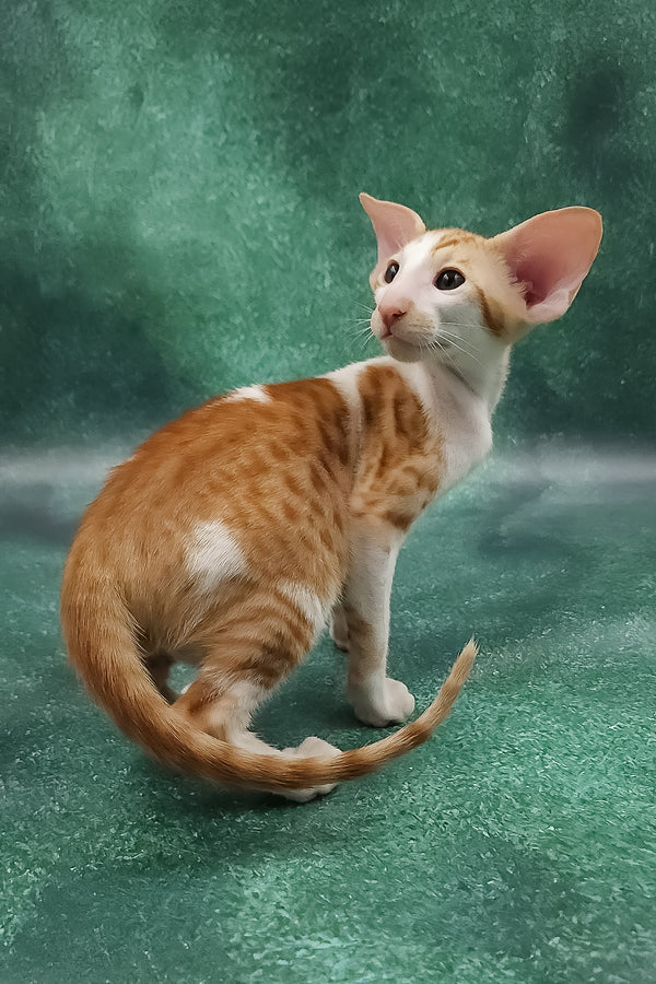 Zuggy | Oriental Shorthair Kitten