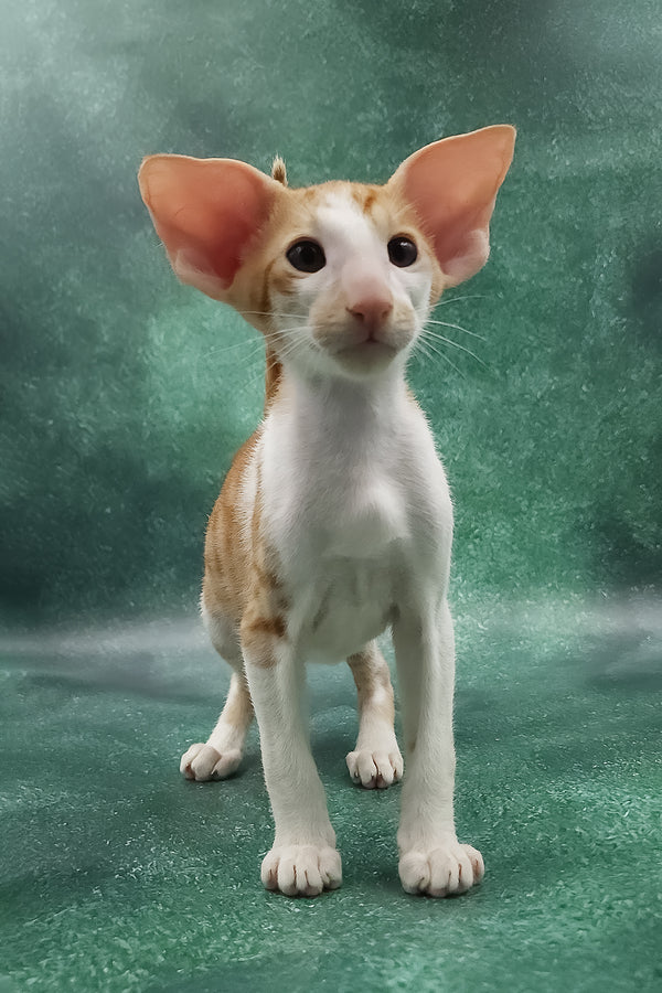 Zuggy | Oriental Shorthair Kitten
