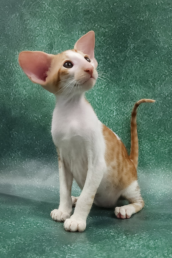 Zuggy | Oriental Shorthair Kitten