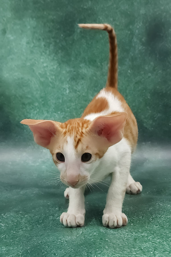 Zuggy | Oriental Shorthair Kitten
