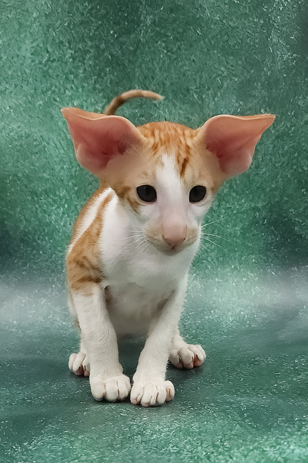 Zuggy | Oriental Shorthair Kitten