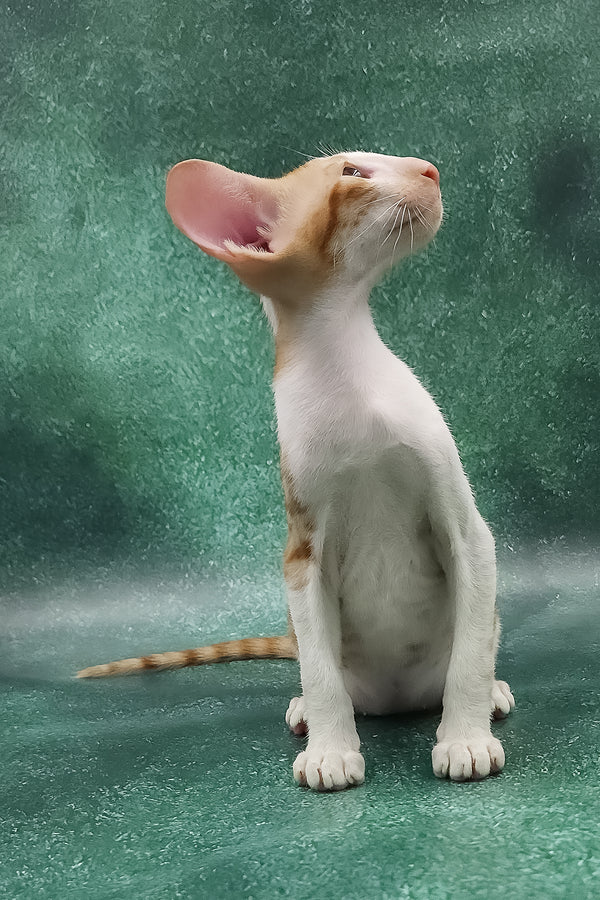 Zuggy | Oriental Shorthair Kitten