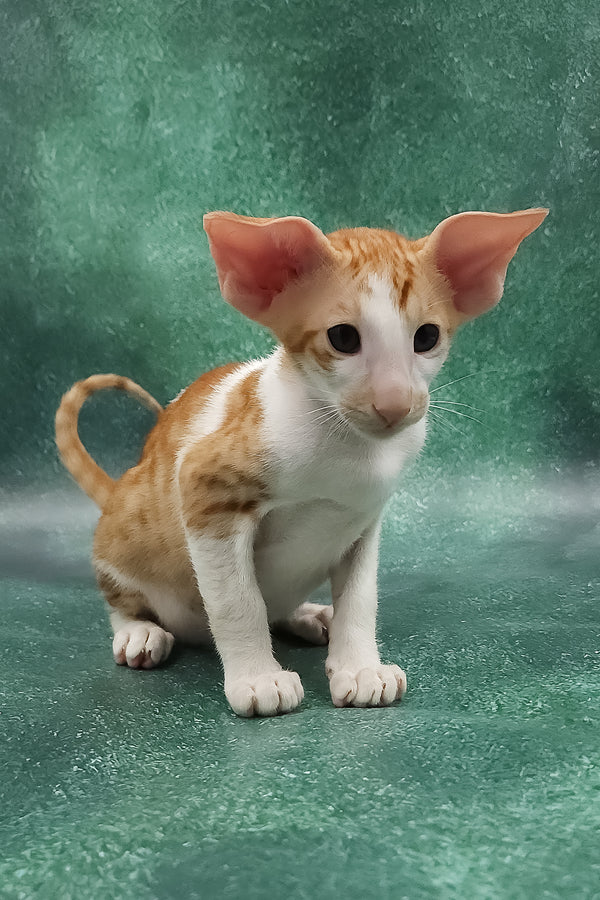 Zuggy | Oriental Shorthair Kitten