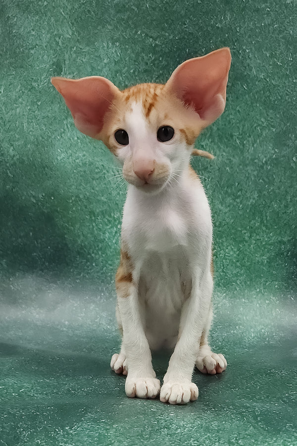Zuggy | Oriental Shorthair Kitten