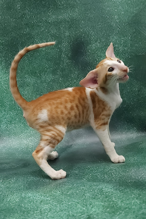 Zuggy | Oriental Shorthair Kitten