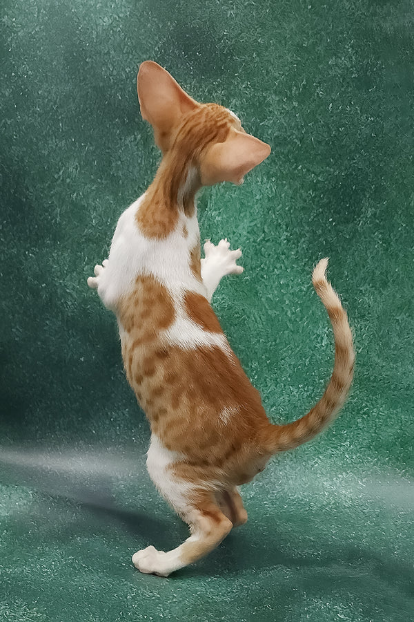 Zuggy | Oriental Shorthair Kitten