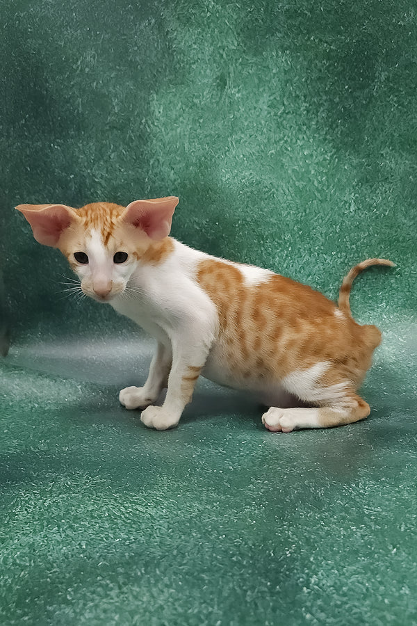 Zuggy | Oriental Shorthair Kitten