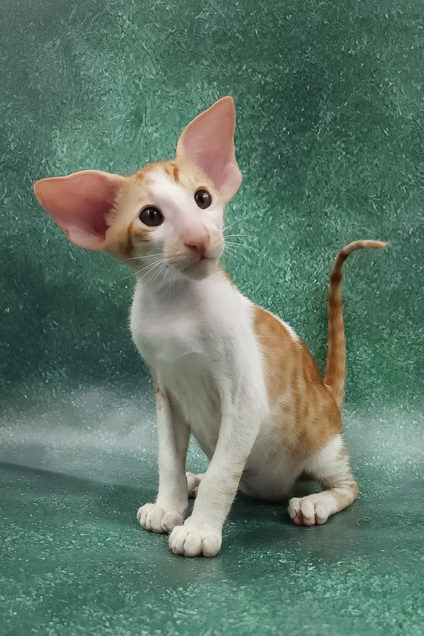 Zuggy | Oriental Shorthair Kitten