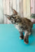 Zuria | Maine Coon Kitten
