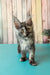 Zuria | Maine Coon Kitten
