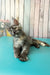 Zuria | Maine Coon Kitten