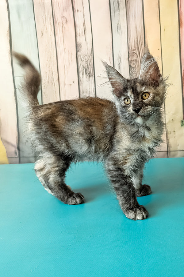Zuria | Maine Coon Kitten