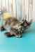 Zuria | Maine Coon Kitten