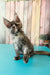 Zuria | Maine Coon Kitten
