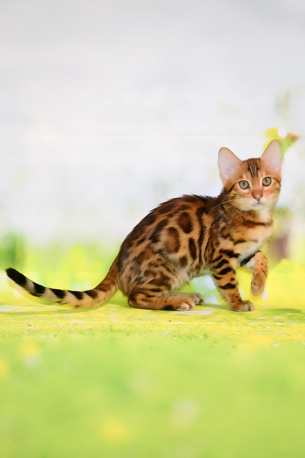 Francis | Bengal Kitten
