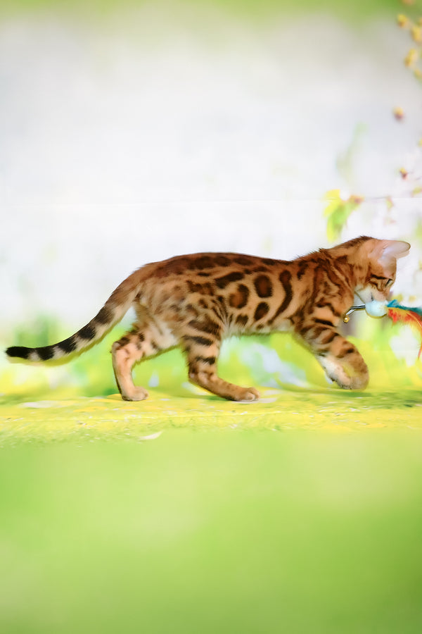 Francis | Bengal Kitten