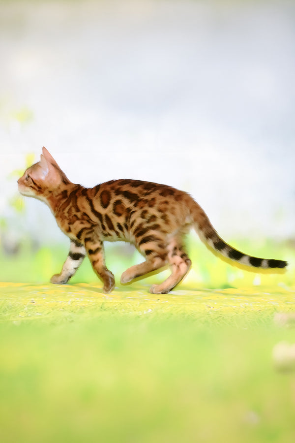Francis | Bengal Kitten