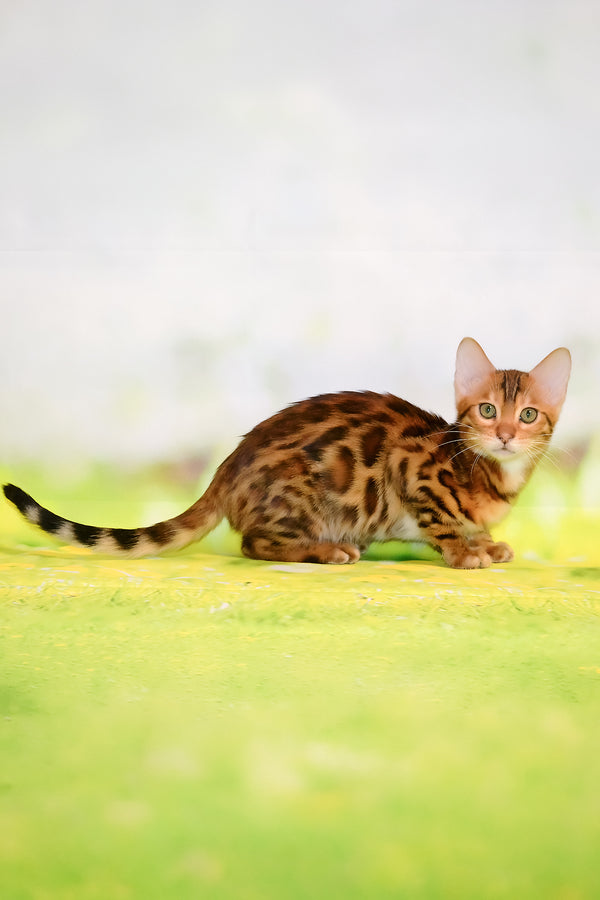 Francis | Bengal Kitten