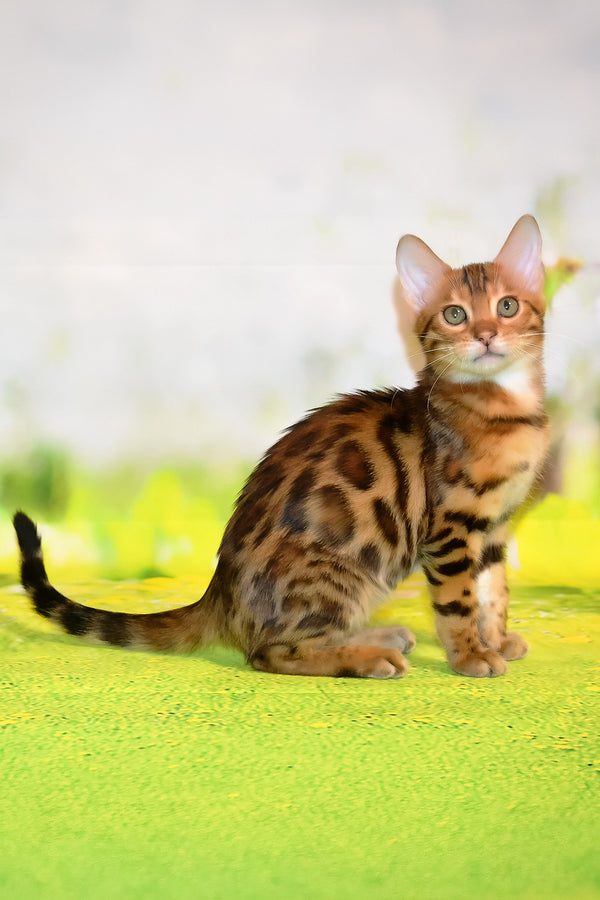 Francis | Bengal Kitten