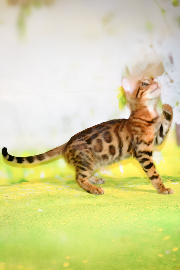 Francis | Bengal Kitten