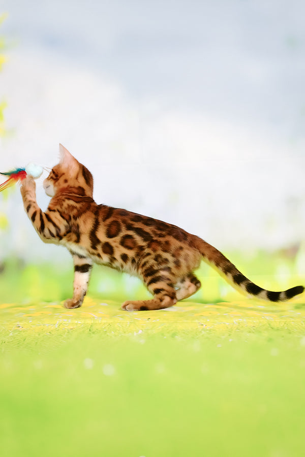 Francis | Bengal Kitten
