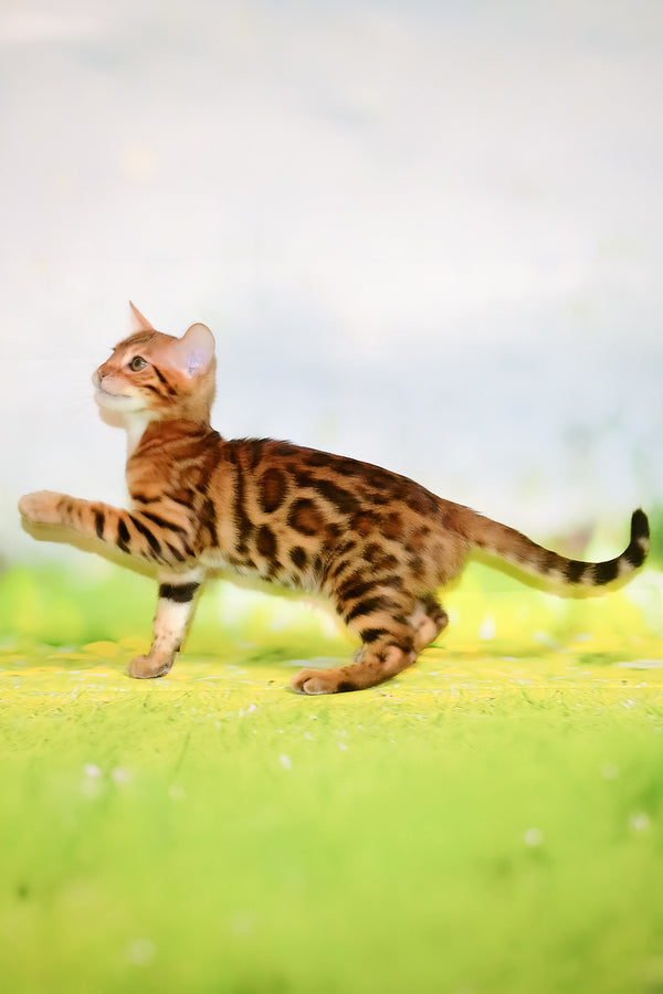 Francis | Bengal Kitten