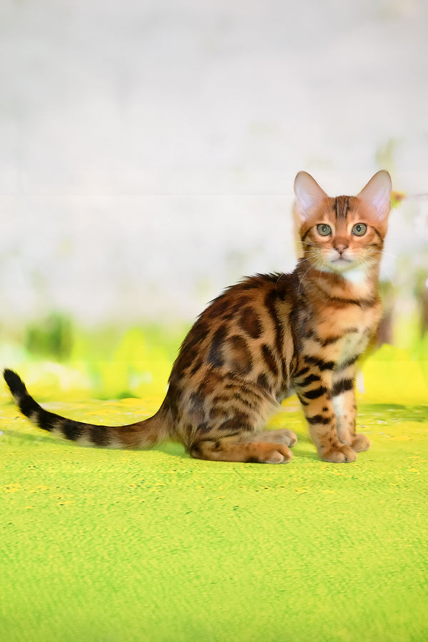 Francis | Bengal Kitten