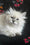 Jean-Jacques | Siberian Kitten