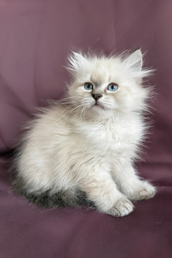 Jean-Jacques | Siberian Kitten