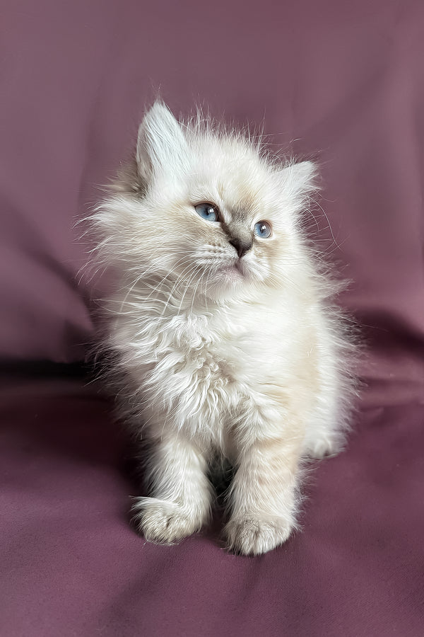 Jean-Jacques | Siberian Kitten
