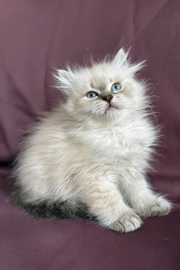 Jean-Jacques | Siberian Kitten