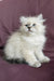 Jean-Jacques | Siberian Kitten