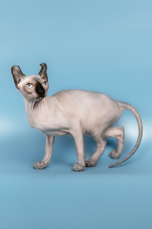 Pamela | Elf Sphynx Kitten