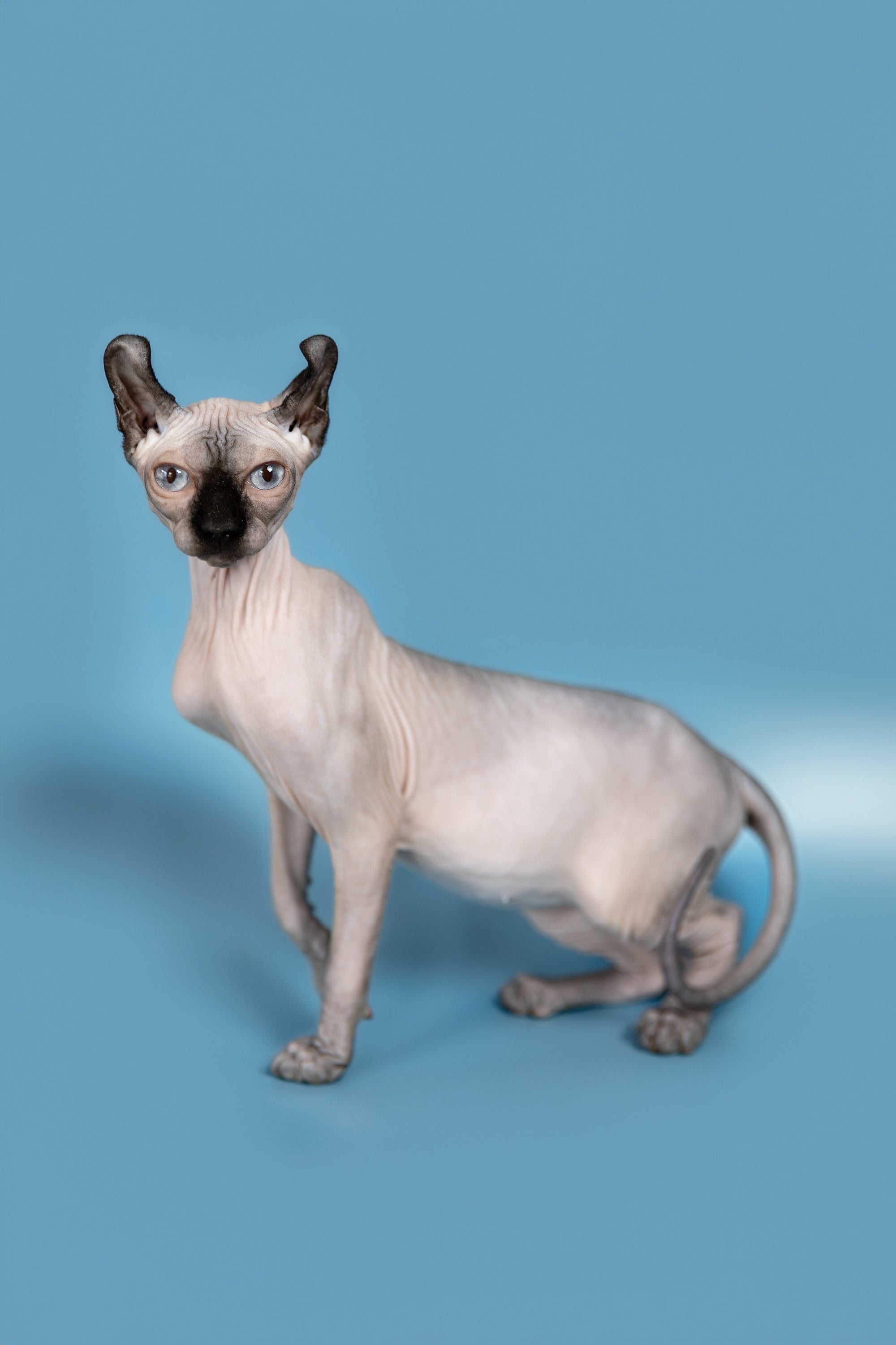 Pamela Elf Sphynx Kitten Majestic Hairless Beauty
