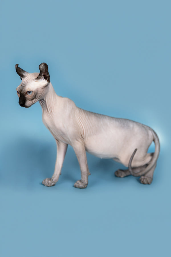 Pamela | Elf Sphynx Kitten