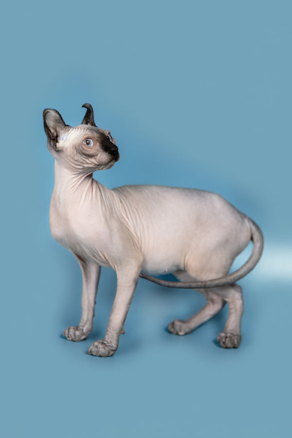 Pamela | Elf Sphynx Kitten