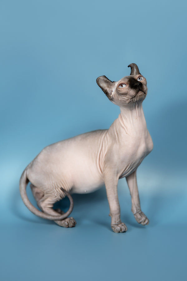 Pamela | Elf Sphynx Kitten