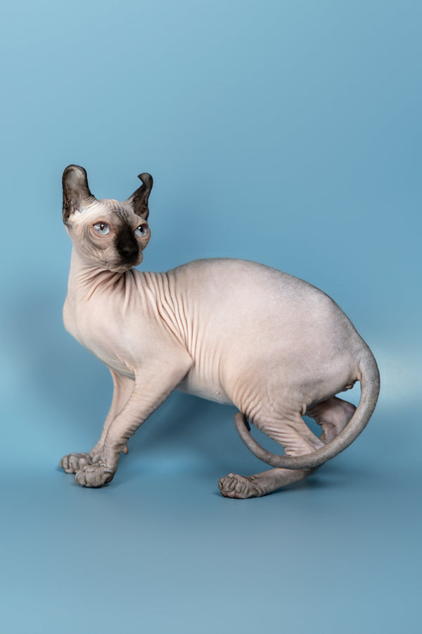 Pamela | Elf Sphynx Kitten