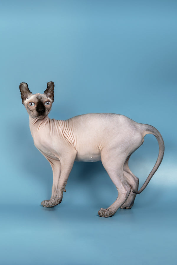Pamela | Elf Sphynx Kitten