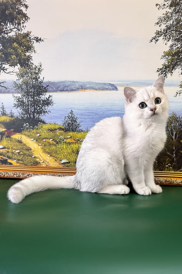 Darcy | British Shorthair Kitten
