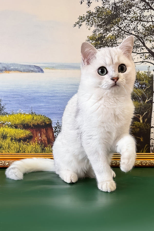 Darcy | British Shorthair Kitten
