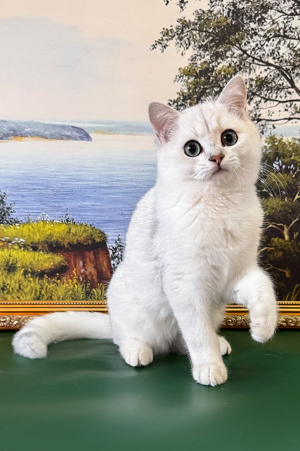 Darcy | British Shorthair Kitten